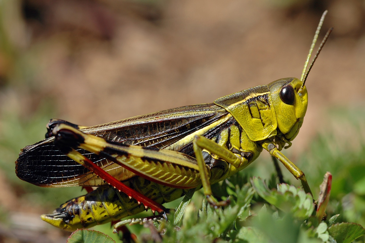 <i>arcyptera fusca</i> arcyptera fusca
