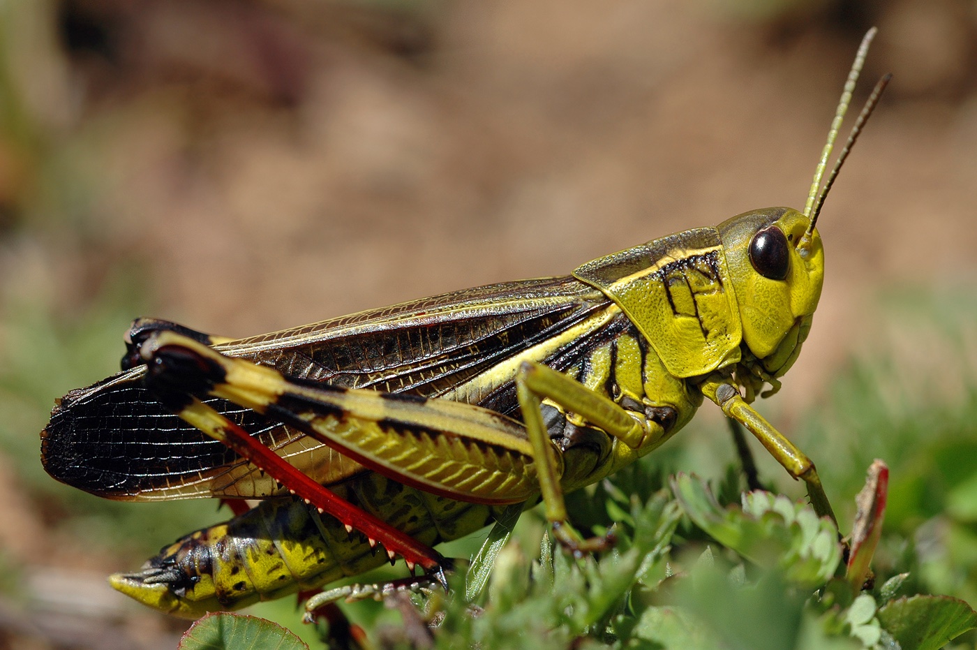 <i>arcyptera fusca</i>