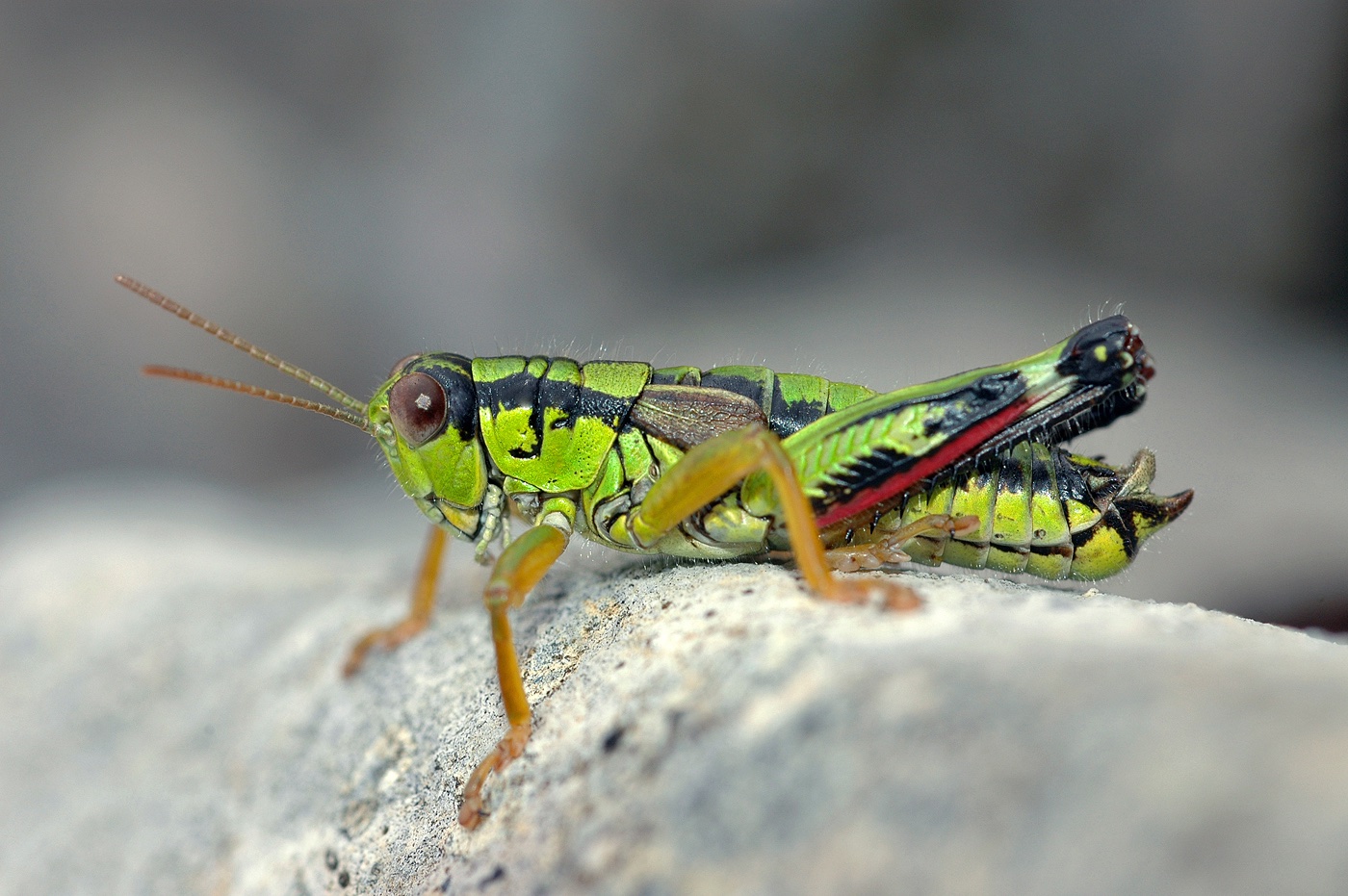 <i>miramella subalpina</i> miramella subalpina