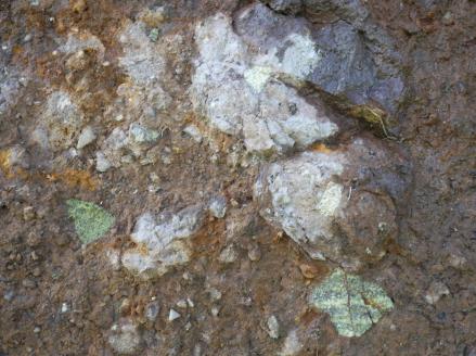 Brèche phréatomagmatique avec un cortège varié de xénolites crustaux (blancs) et mantelliques (verts). Champ environ 26x19 cm.