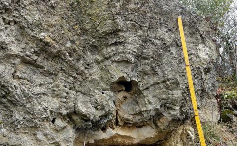 Stromatolite avec une trace de tronc d’arbre à sa base
