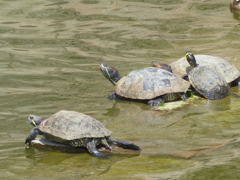Tortue de Floride 