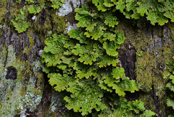 Lobaria pulmonaria - photo de Marc CHOUILLOU (1er prix du concours photos dédié à l’enquête lichens du Massif-Central)