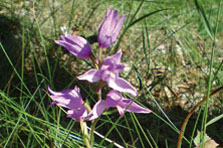 Cephalanthera rubra 