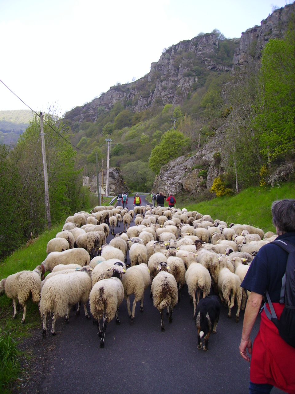 Transhumance d'un troupeau de brebis Transhumance d'un troupeau de brebis