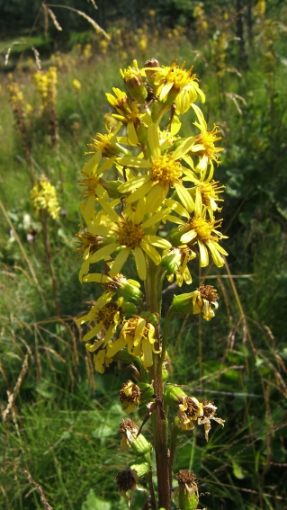 Ligulaire de Sibérie ; Photo M. Chatelain