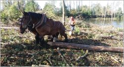 Débardage motorisé et mécanisé, débardage par traction animale