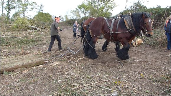 Débardage motorisé et mécanisé, débardage par traction animale