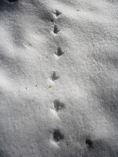 Empreintes de Tétras-lyres dans la neige 