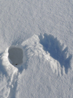 Igloo de Tétras-lyre