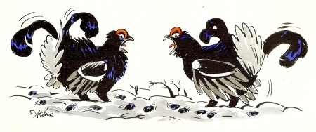 Parade de Tétras-lyres - 