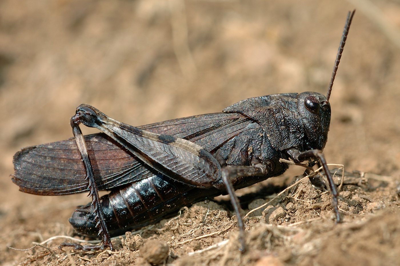 <i>psophus stridulus</i>