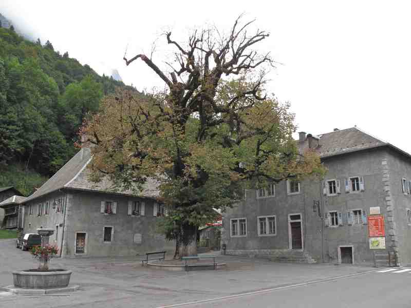 Tilleul de Sixt Fer a Cheval 1