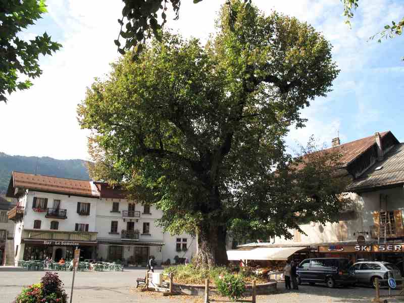 Tilleul sur la place de Samoens 1
