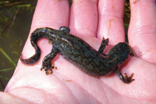 Triton alpestre