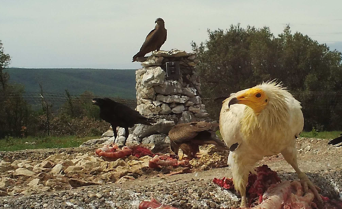 Vautour percnoptère accompagné de Grand corbeau et Milan noir (placette de Saint Remèze le 17 avril 2020)