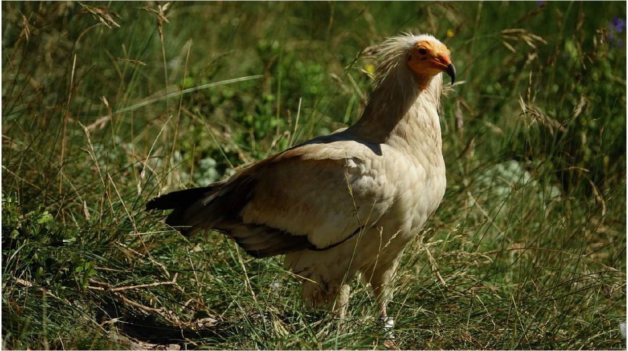 Mâle du couple de Vautour percnoptère des Baronnies